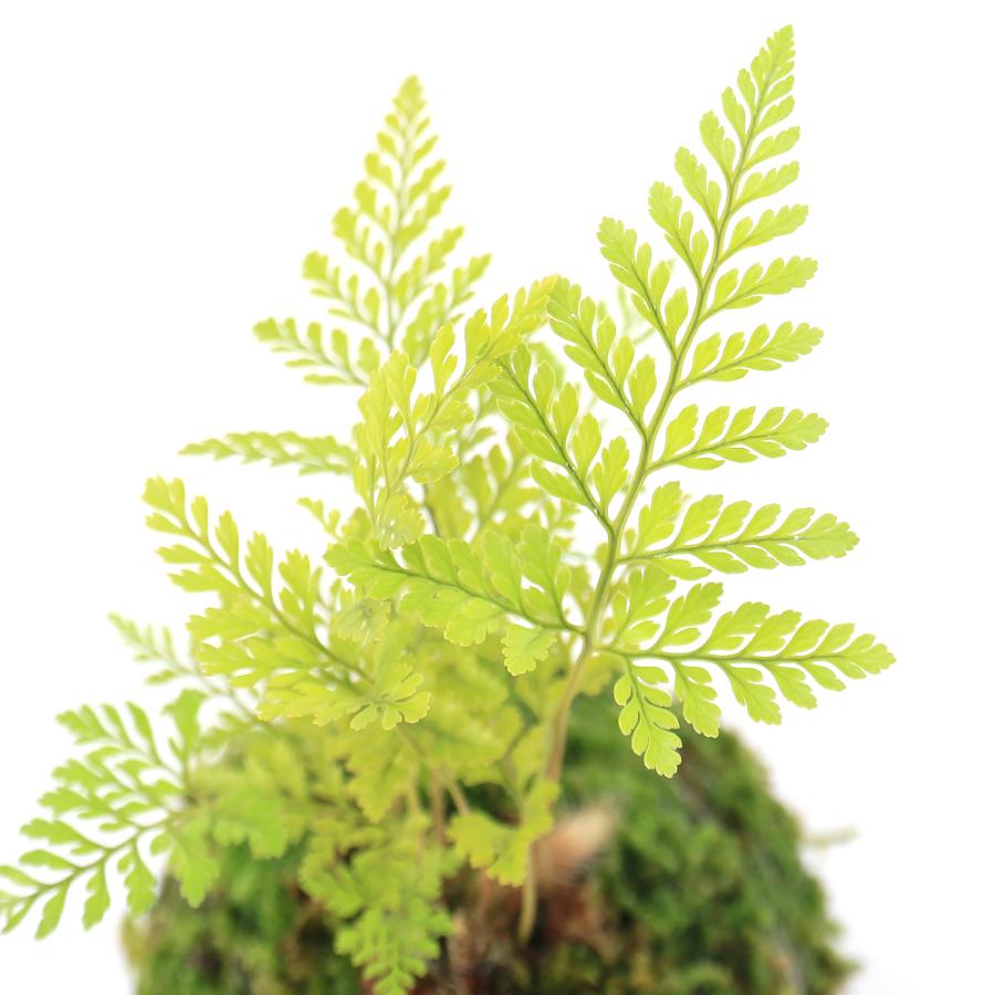 チャーム（charm） （観葉植物）苔玉 トキワシノブ Sサイズ（1個