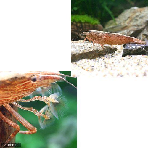 （エビ）アジアロック・シュリンプ　Ｌサイズ（３匹）　北海道・九州航空便要保温 | チャーム（ペット） | 01