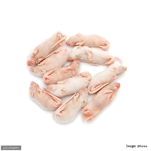 冷凍☆L（10匹） カタ養殖 Mice4 冷凍ピンクマウス パック