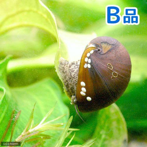 エビ 貝 ｂ品 カバクチカノコ貝 ３匹 北海道航空便要保温 Sonicacts Com