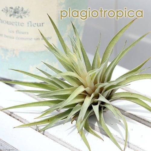 チャーム（charm） （観葉植物）エアープランツ チランジア プラジオ