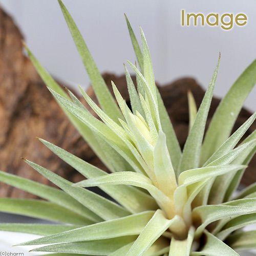 チャーム（charm） （観葉植物）エアープランツ チランジア プラジオ