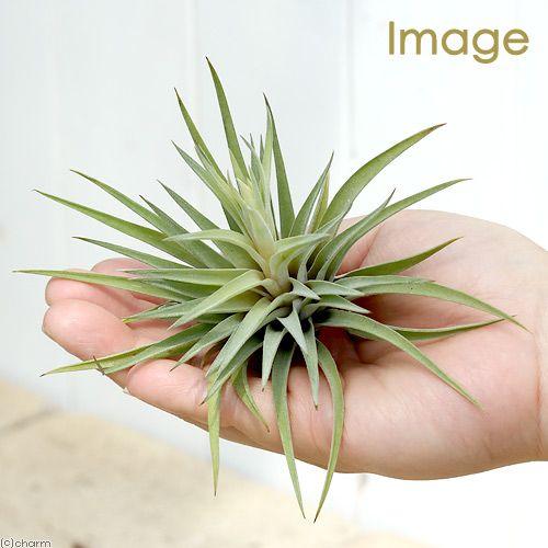 チャーム（charm） （観葉植物）エアープランツ チランジア プラジオ