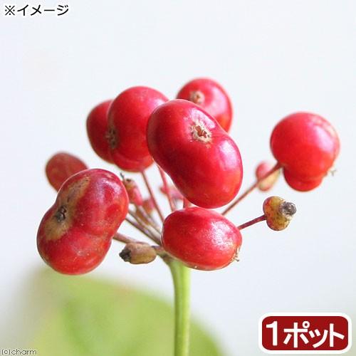 チャーム（charm） （山野草）トチバニンジン（栃葉人参） 3号（1