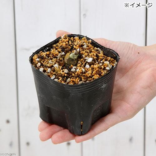 チャーム（charm） （山野草）トチバニンジン（栃葉人参） 3号（1
