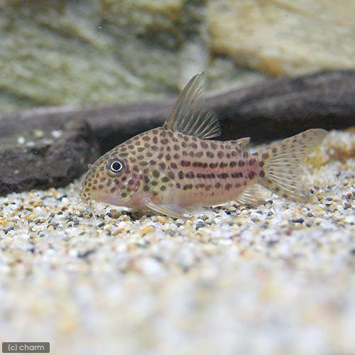 （熱帯魚）コリドラス・アラグアイエンシス（ワイルド）（１匹）　北海道航空便要保温