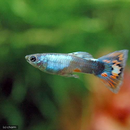 熱帯魚 超爆安 プラチナモザイク グッピー 国産グッピー 九州 沖縄航空便要保温 １ペア 北海道