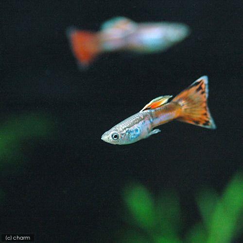 本物の 熱帯魚 オールドファッションストロベリー グッピー 国産グッピー １ペア 北海道航空便要保温1 810円 Whitesforracialequity Org