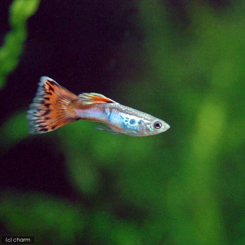 本物の 熱帯魚 オールドファッションストロベリー グッピー 国産グッピー １ペア 北海道航空便要保温1 810円 Whitesforracialequity Org