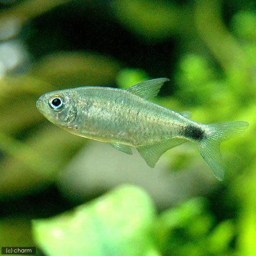 熱帯魚）ニューキティ・テトラ（1匹） 北海道・九州航空便要保温