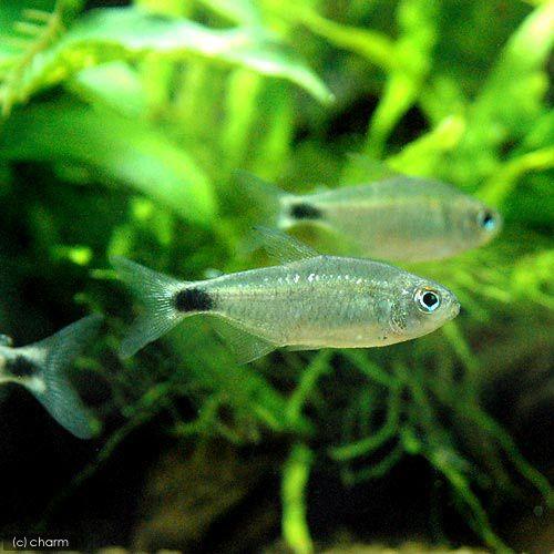 熱帯魚）ニューキティ・テトラ（1匹） 北海道・九州航空便要保温