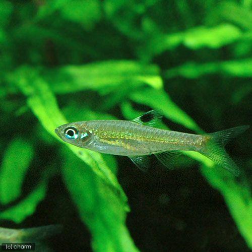 熱帯魚 ブルーアイ ラスボラ １０匹 北海道 九州航空便要保温 チャーム Charm Paypayモール店 通販 Paypayモール