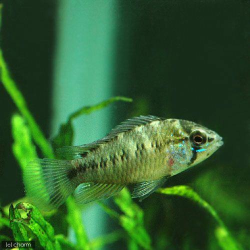 （熱帯魚）アピストグラマ・ボレリー（ワイルド）（１ペア）　北海道・九州航空便要保温 |  | 01