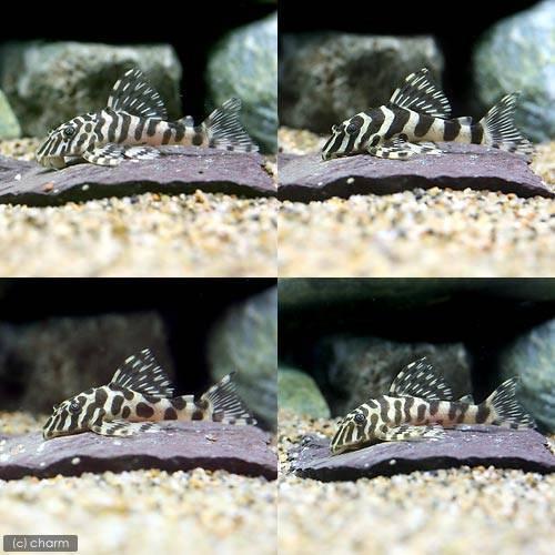 （熱帯魚）クィーンインペリアルタイガー・プレコ　Ｍサイズ（ワイルド）（１匹）　北海道・九州航空便要保温