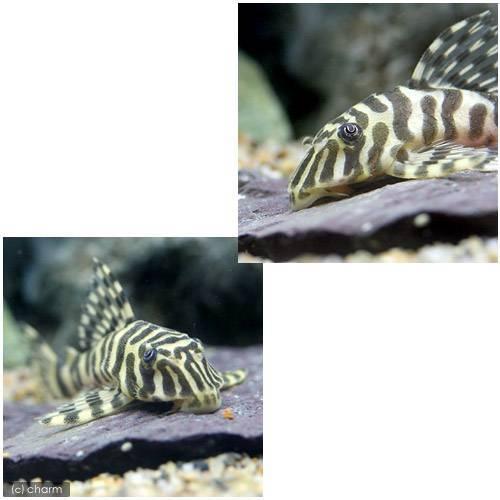 （熱帯魚）クィーンインペリアルタイガー・プレコ　Ｍサイズ（ワイルド）（１匹）　北海道・九州航空便要保温