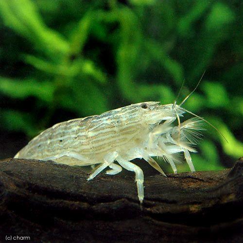 （エビ）アジアロック・シュリンプ　Ｓサイズ（１匹）　北海道・九州航空便要保温 | チャーム（ペット） | 01