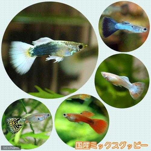熱帯魚 国産ミックスグッピー １ペア 北海道 九州航空便要保温 チャーム Charm ヤフー店 通販 Yahoo ショッピング