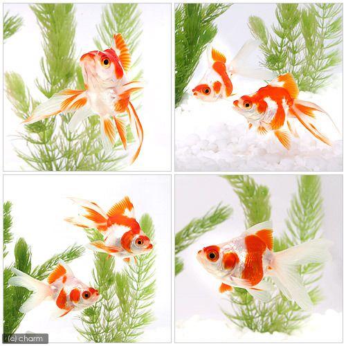 チャーム（charm） （国産金魚）更紗琉金 4〜7cm（1匹