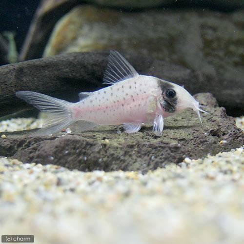 熱帯魚 コリドラス シクリ ワイルド １匹 北海道 九州 沖縄航空便要保温 チャーム Charm Paypayモール店 通販 Paypayモール
