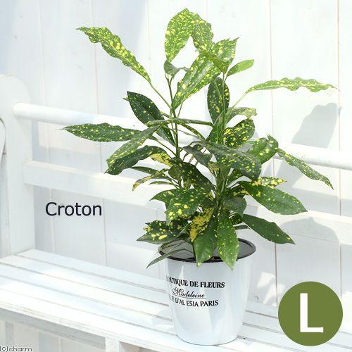 チャーム（charm） （観葉植物）ハイドロ苗9φ・Lサイズ クロトン
