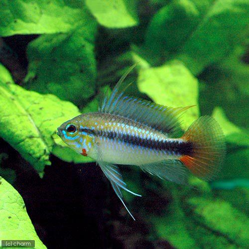 （熱帯魚）アピストグラマｓｐ．リオマモレ　レッド（１ペア）　沖縄別途送料　北海道・九州航空便要保温 | チャーム（ペット）