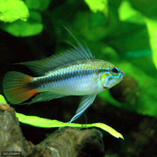 （熱帯魚）アピストグラマｓｐ．リオマモレ　レッド（１ペア）　沖縄別途送料　北海道・九州航空便要保温 | チャーム（ペット） | 01