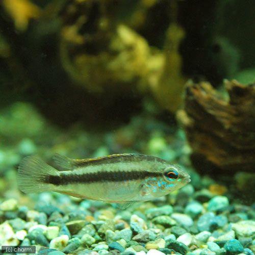 （熱帯魚）アピストグラマｓｐ．リオマモレ　レッド（１ペア）　沖縄別途送料　北海道・九州航空便要保温 | チャーム（ペット） | 02