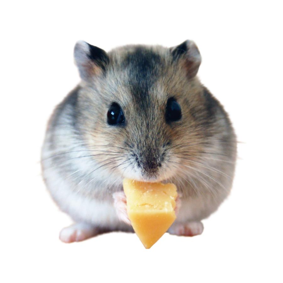ミニアニマン　ハムスター・リスのカットチーズ　７０ｇ　おやつ　チーズ　ドギーマン　タンパクチャージ | アニマン | 03