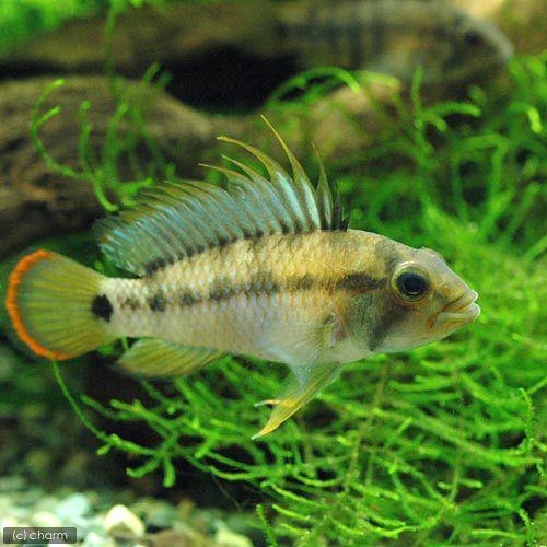 （熱帯魚）アピストグラマｓｐ．Ｉｎｋａ−５０（ワイルド）（１ペア）　沖縄別途送料　北海道・九州航空便要保温