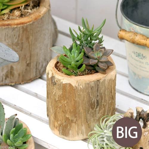 観葉植物 私のオアシス 多肉寄せ植え 流木ポット ｂｉｇ １個 北海道冬季発送不可