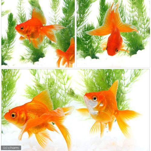 チャーム（charm） （国産金魚）琉金（1匹） : チャーム charm ヤフー