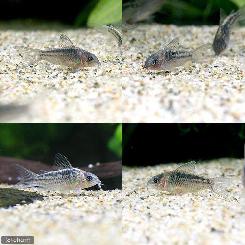 22年のクリスマスの特別な衣装 熱帯魚 コリドラス エレガンス ワイルド １匹 北海道航空便要保温1 010円 Aynaelda Com