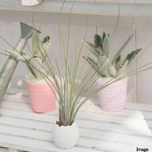 観葉植物 癒しの風吹くたまごチビ ティランジア ジュンセア セット 北海道冬季発送不可 1914 チャーム Charm ヤフー店 通販 Yahoo ショッピング