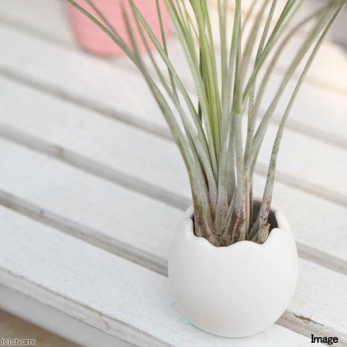 観葉植物 私のオアシス 癒しの風吹くたまごチビ ティランジア ジュンセア セット チャーム Charm Paypayモール店 通販 Paypayモール