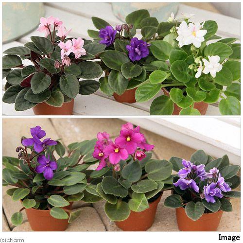 チャーム（charm） （観葉植物）セントポーリア 花色おまかせ 2号（1