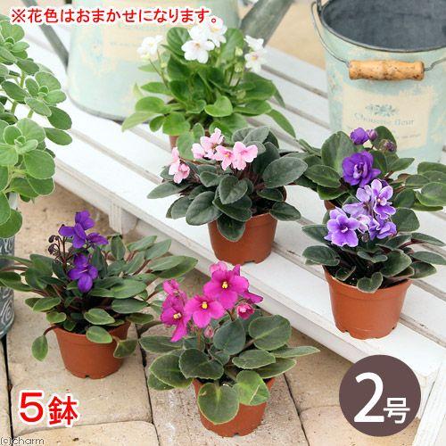 （観葉植物）セントポーリア　花色おまかせ　２号（５鉢）　花なし株｜chanet