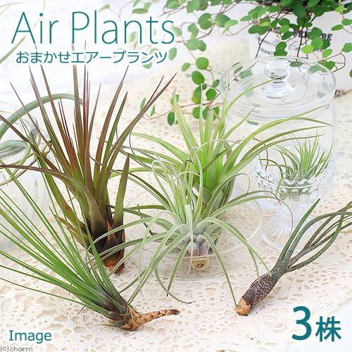 チャーム（charm） （観葉植物）エアープランツ（品種おまかせ）（3株