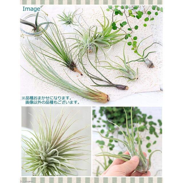 チャーム（charm） （観葉植物）エアープランツ（品種おまかせ）（3株