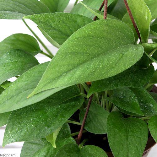 チャーム（charm） （観葉植物）ポトス パーフェクトグリーン 吊り鉢