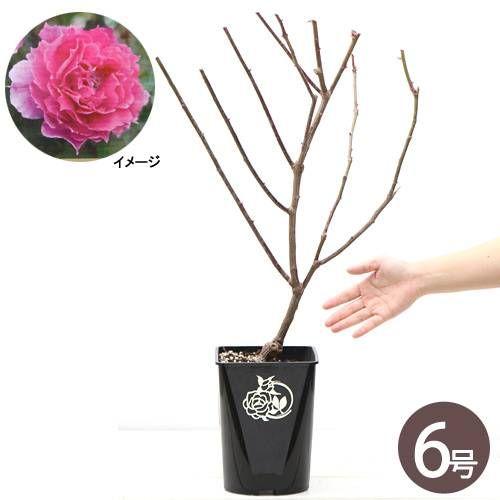 観葉植物 バラ苗 ロサ オリエンティス シェエラザード 休眠株 ６号 １鉢 北海道冬季発送不可 チャーム Charm Paypayモール店 通販 Paypayモール