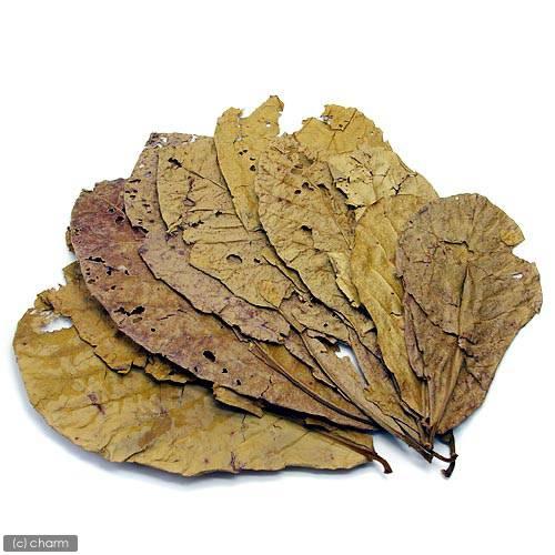 アンブレラリーフ　１袋（約５枚入り）　マジックリーフ | Leaf Corp