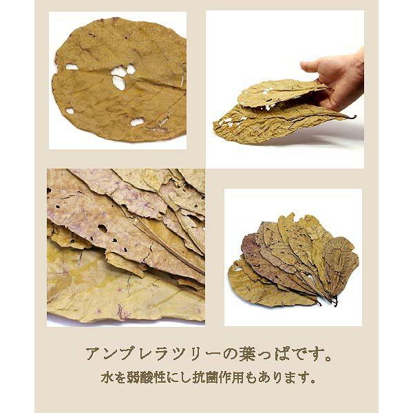 アンブレラリーフ　１袋（約５枚入り）　マジックリーフ | Leaf Corp | 01