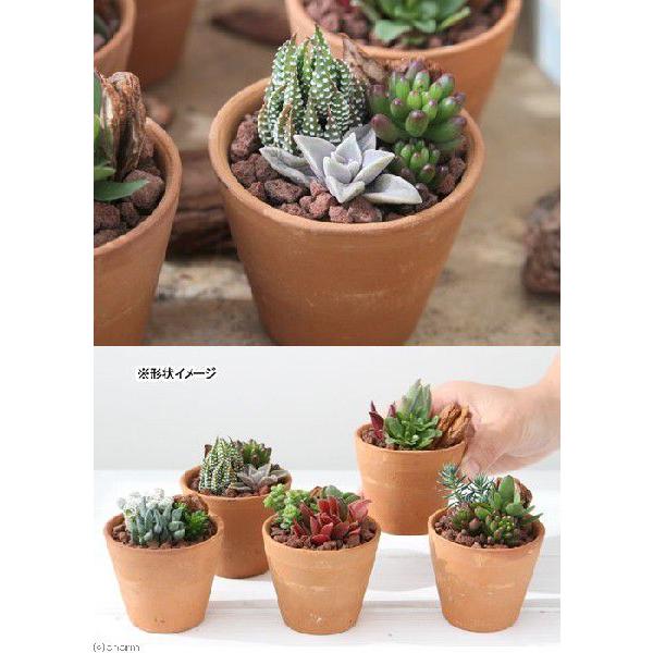 観葉植物 私のオアシス 多肉３種のシンプルテラコッタ寄せ植え １鉢 説明書付き チャーム Charm Paypayモール店 通販 Paypayモール