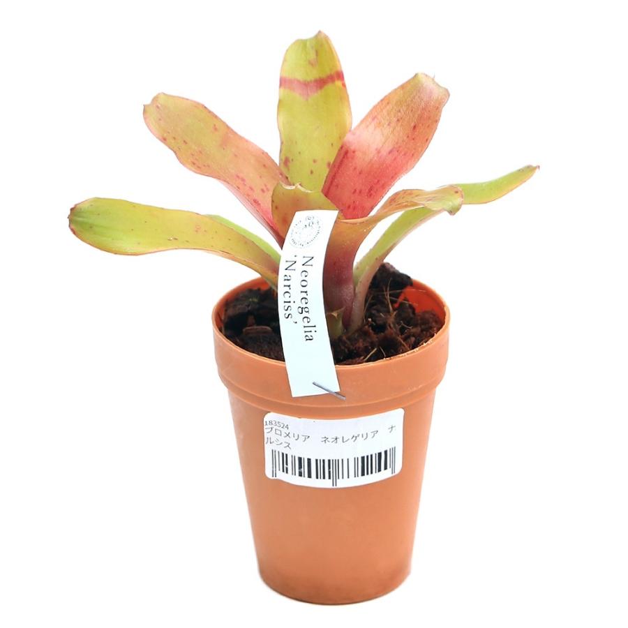 チャーム（charm） （観葉植物）ネオレゲリア ナルシス 2号（1株