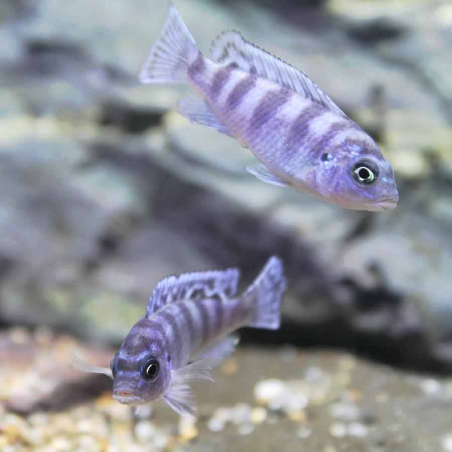 （熱帯魚）ゴールデンゼブラ・シクリッド（４匹）　北海道・九州航空便要保温 |  | 01