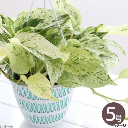 観葉植物 ポトス マーブルクイーン 吊り鉢タイプ ５号 １鉢