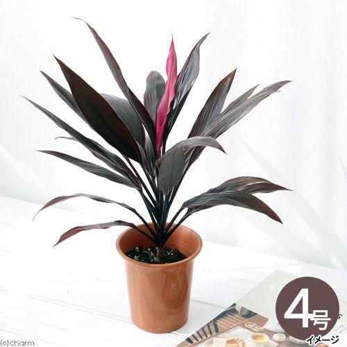観葉植物 コルディリネ アイチアカ ４号 １鉢 チャーム Charm Paypayモール店 通販 Paypayモール