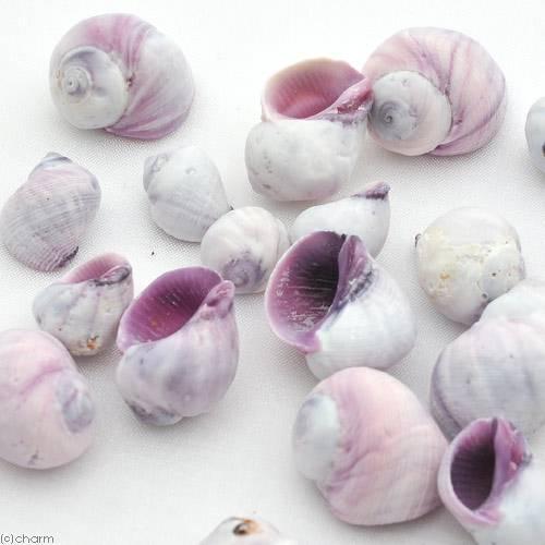 Leaf Corp 貝殻 シェルコレクション パープルシェル（クチムラサキ