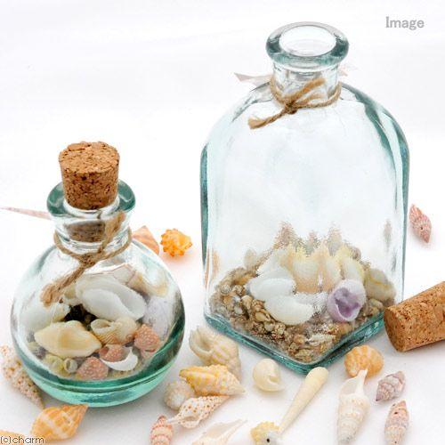 Leaf Corp 貝殻 シェルコレクション パープルシェル（クチムラサキ