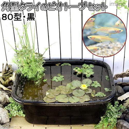 同梱不可（ビオトープ）（めだか）角型タライのビオトープセット（８０型・黒）温帯性睡蓮・黄＋ヒメダカ他　本州四国限定（Yahoo!・チャーム charm ヤフー店）